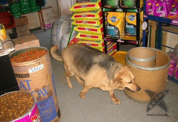 Перекормленные питомцы