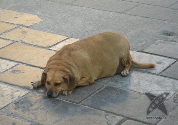 Перекормленные питомцы