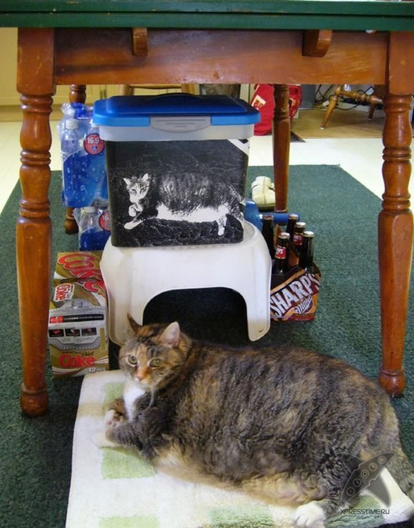 Перекормленные питомцы