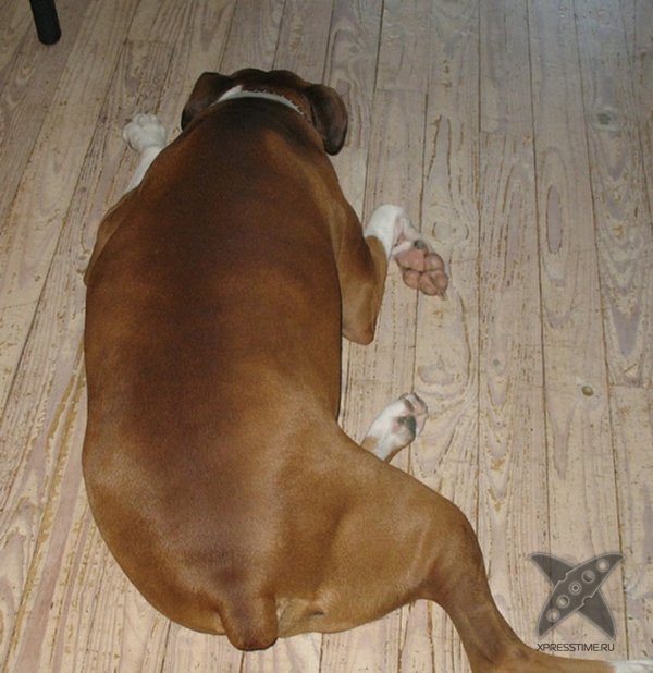 Перекормленные питомцы