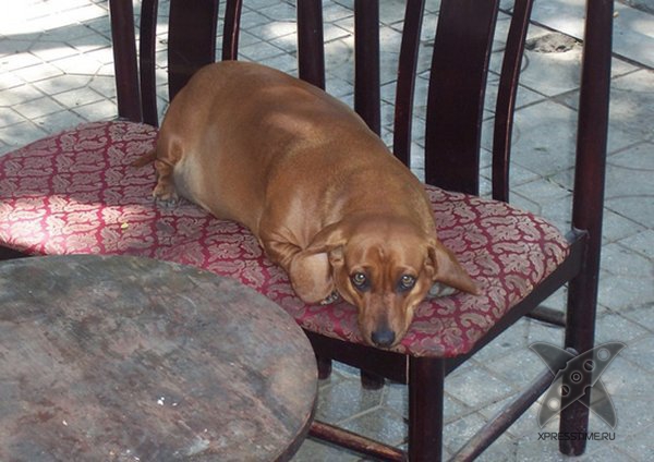 Перекормленные питомцы