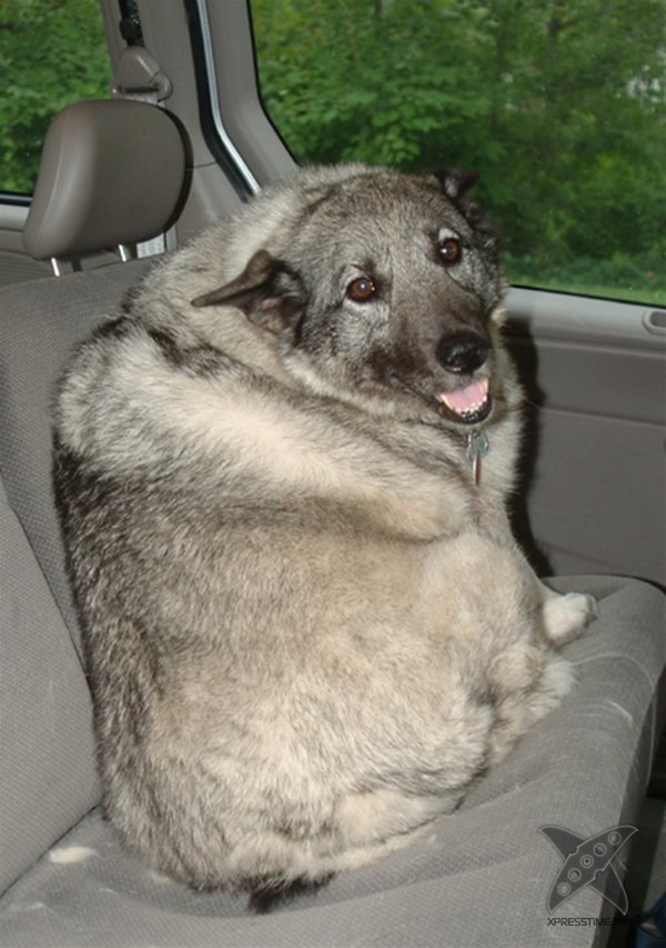 Перекормленные питомцы