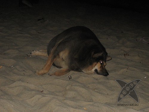 Перекормленные питомцы