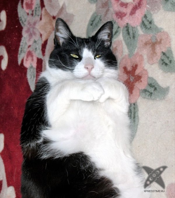 Перекормленные питомцы