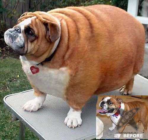 Перекормленные питомцы