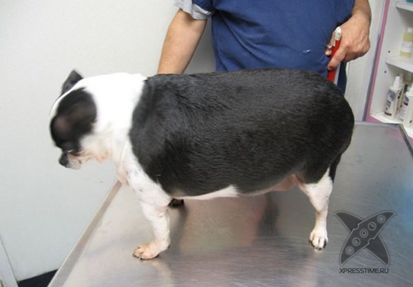 Перекормленные питомцы