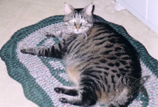 Перекормленные питомцы