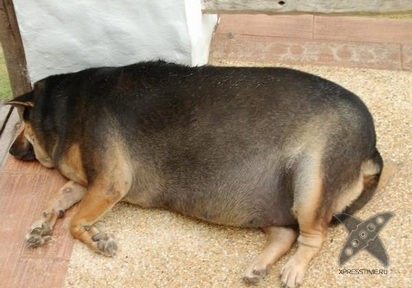 Перекормленные питомцы