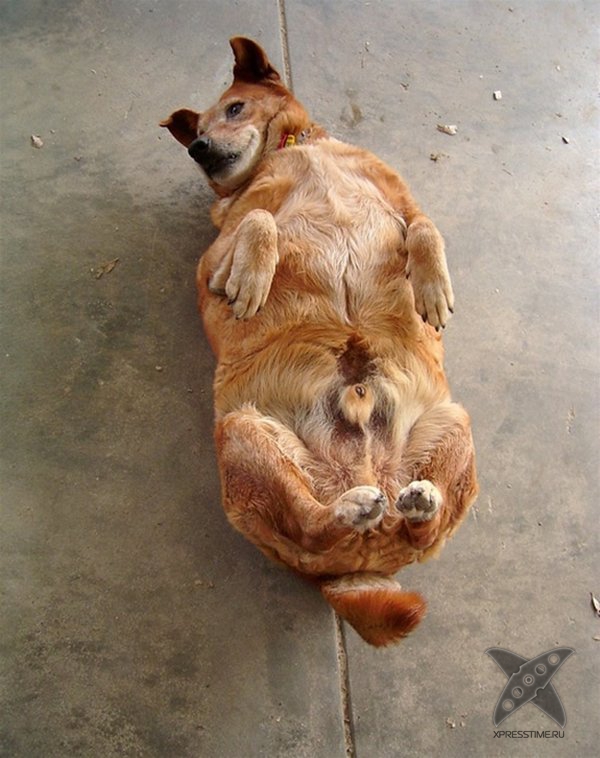 Перекормленные питомцы