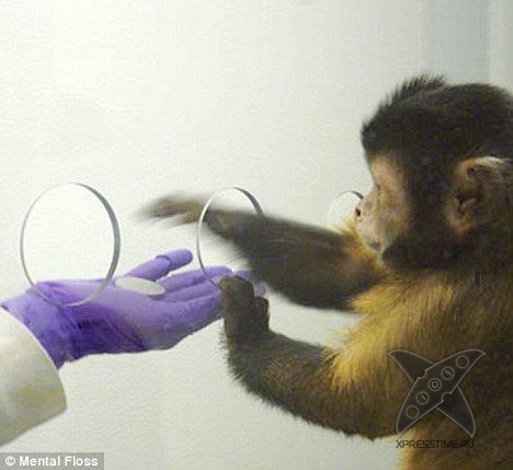 Обезьяны и деньги