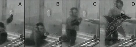 Обезьяны и деньги