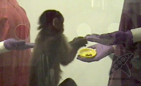 Обезьяны и деньги