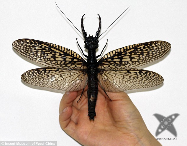 Самое большое в мире летающее насекомое