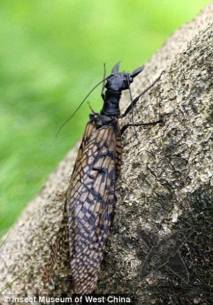 Самое большое в мире летающее насекомое