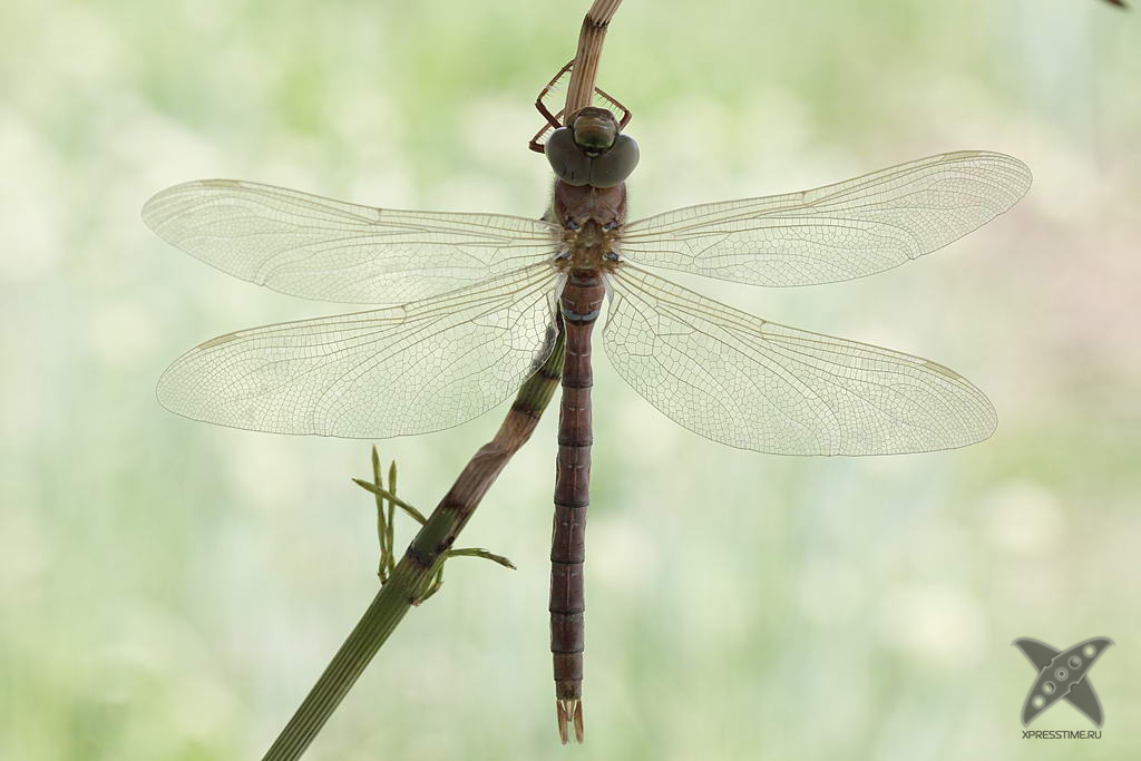 Рождение стрекозы