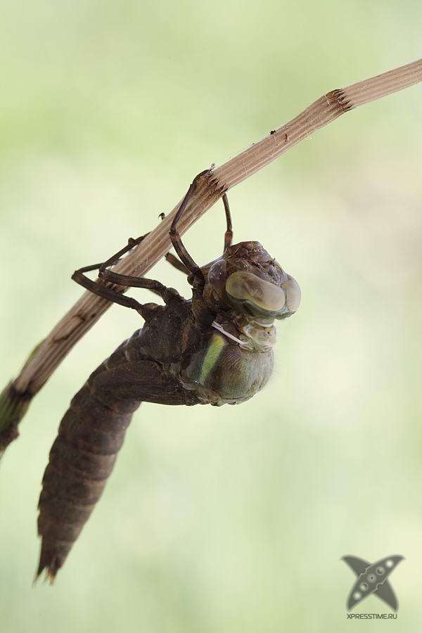 Рождение стрекозы