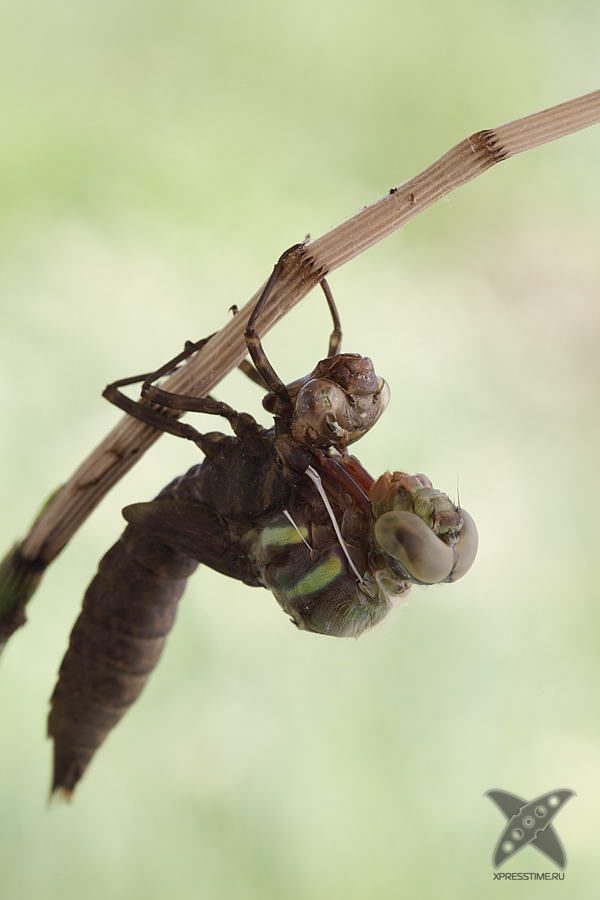 Рождение стрекозы