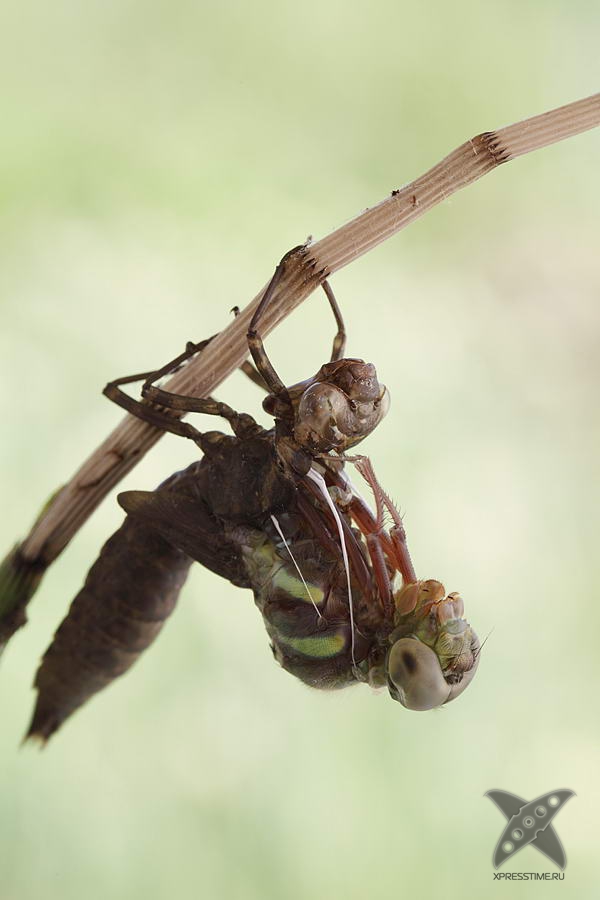 Рождение стрекозы