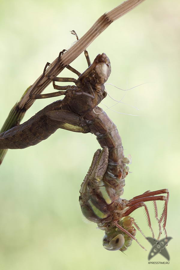 Рождение стрекозы