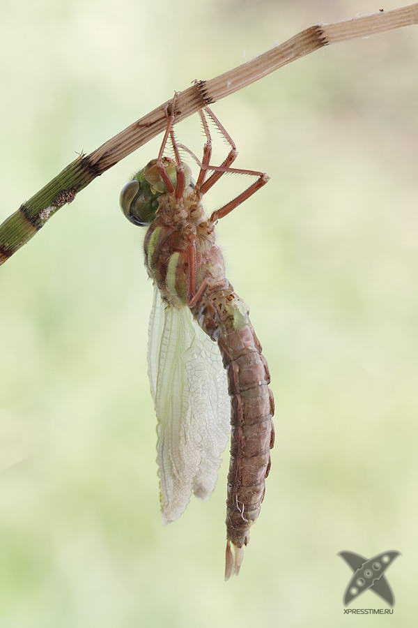 Рождение стрекозы