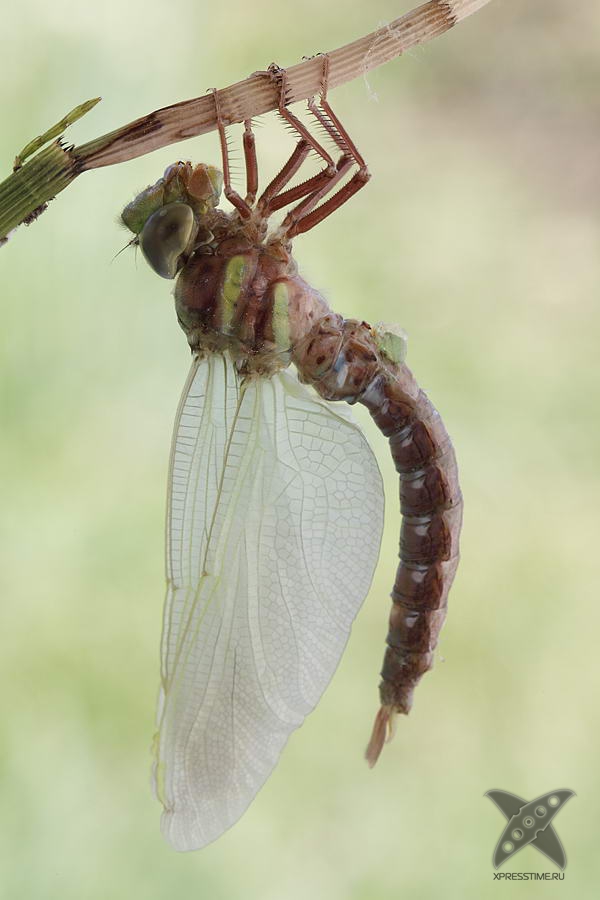 Рождение стрекозы