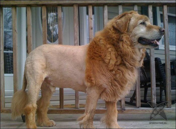 Безумные собачьи стрижки