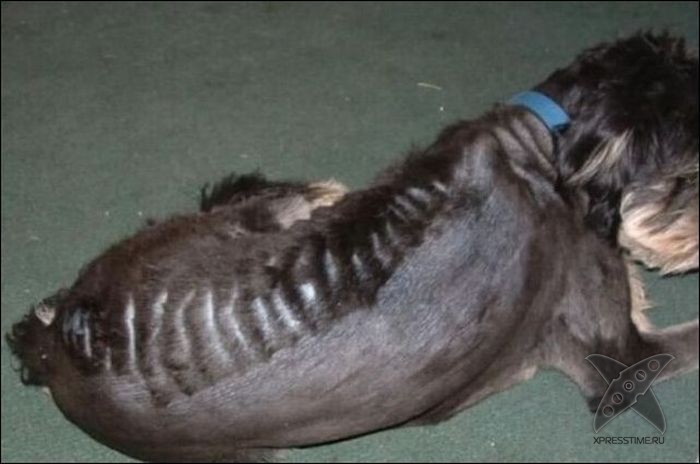 Безумные собачьи стрижки