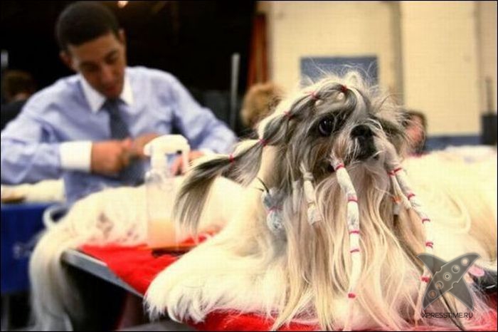 Безумные собачьи стрижки