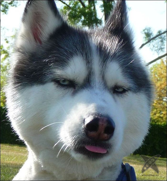 Безумные собачьи стрижки