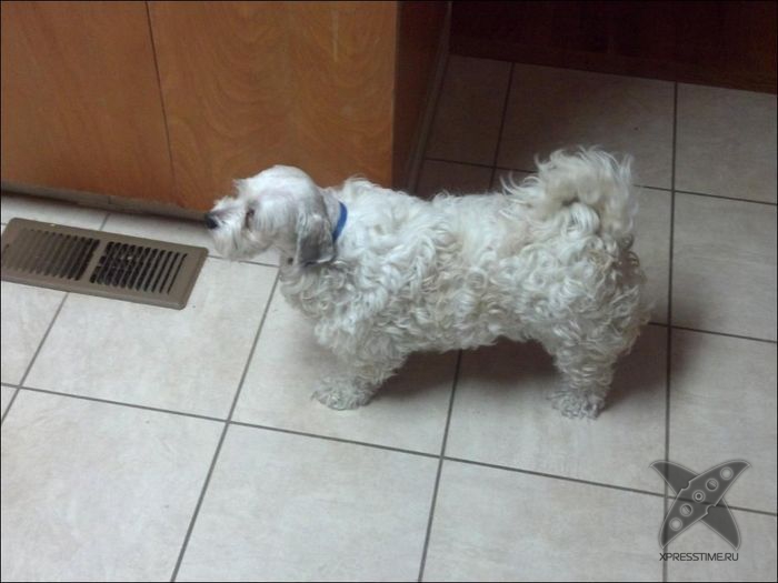 Безумные собачьи стрижки