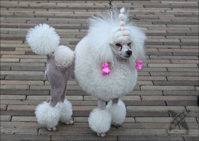 Безумные собачьи стрижки