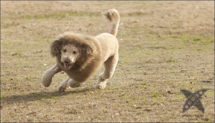 Безумные собачьи стрижки
