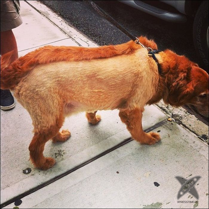 Безумные собачьи стрижки