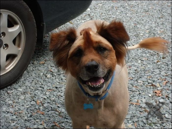 Безумные собачьи стрижки