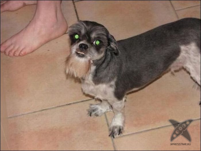 Безумные собачьи стрижки