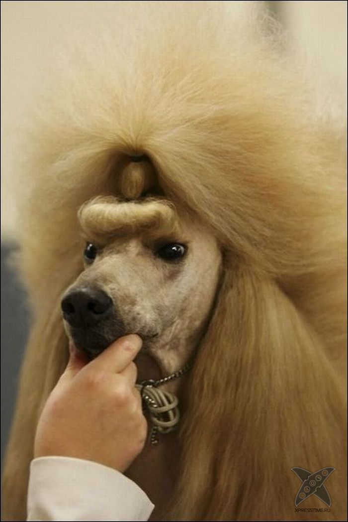 Безумные собачьи стрижки