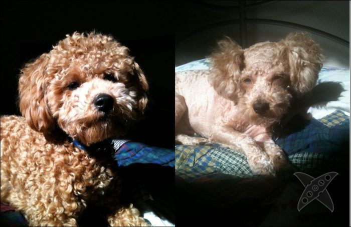 Безумные собачьи стрижки