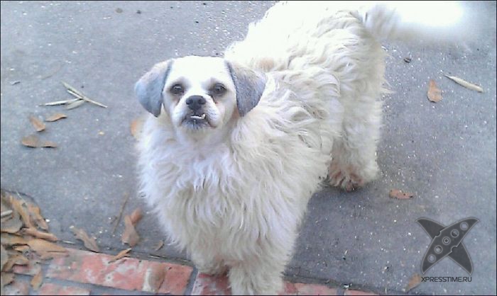 Безумные собачьи стрижки