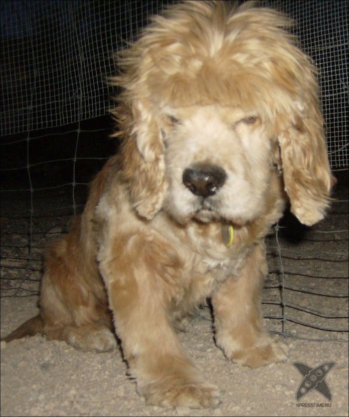 Безумные собачьи стрижки