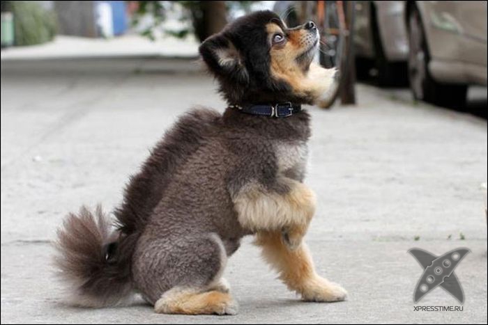 Безумные собачьи стрижки