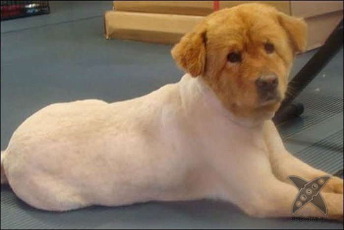 Безумные собачьи стрижки