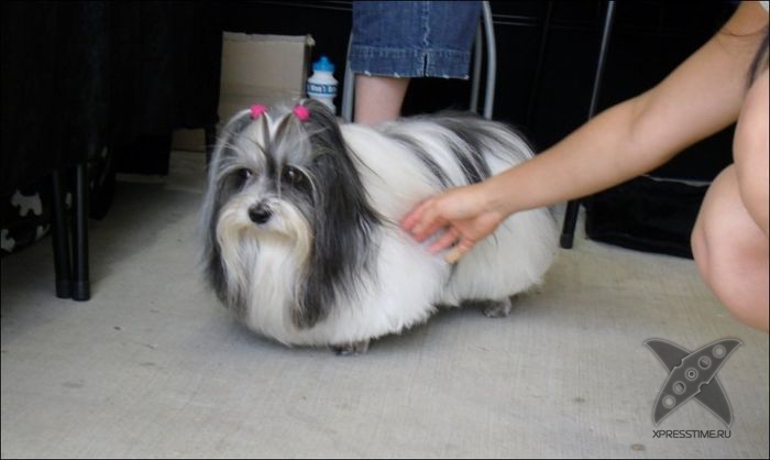 Безумные собачьи стрижки