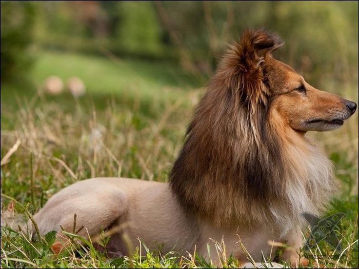 Безумные собачьи стрижки