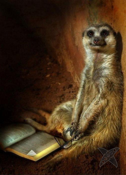 Смешные животные