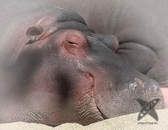 Смешные животные