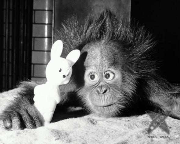 Смешные животные