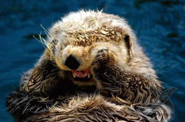 Смешные животные