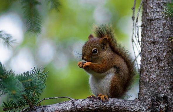 Смешные животные