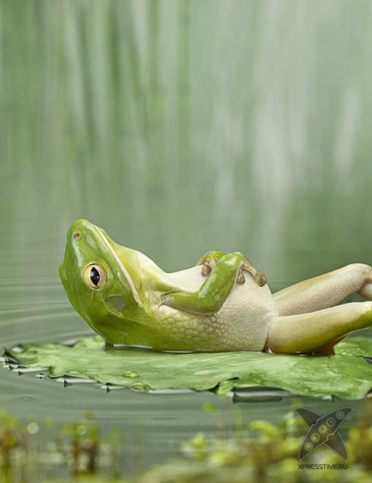 Смешные животные