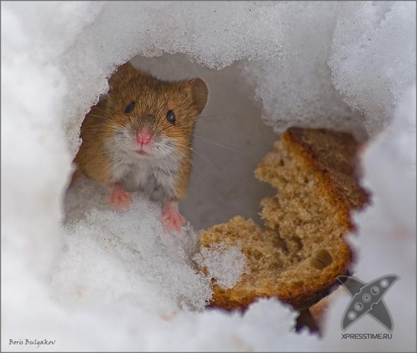 Смешные животные